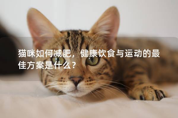 猫咪如何减肥，健康饮食与运动的最佳方案是什么？