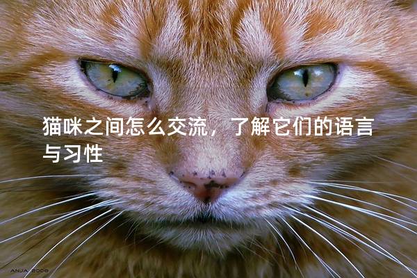 猫咪之间怎么交流，了解它们的语言与习性