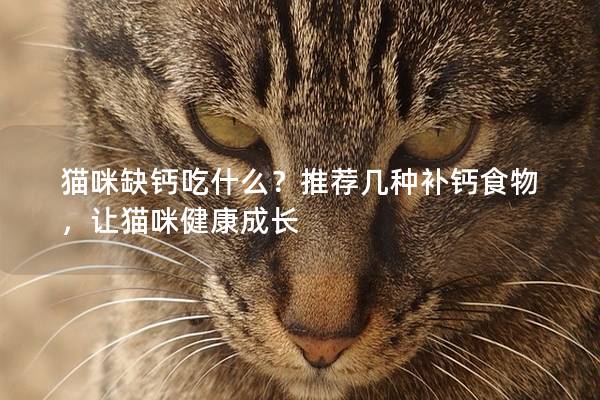 猫咪缺钙吃什么？推荐几种补钙食物，让猫咪健康成长