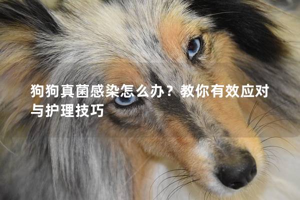 狗狗真菌感染怎么办？教你有效应对与护理技巧