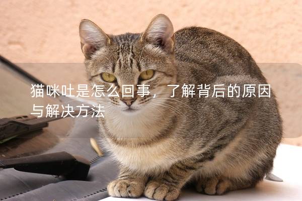 猫咪吐是怎么回事，了解背后的原因与解决方法