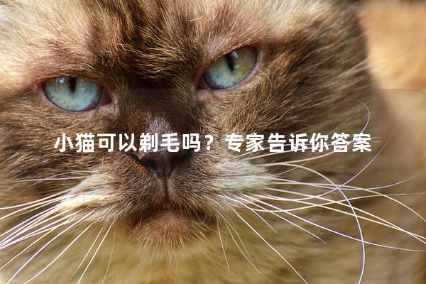 小猫可以剃毛吗？专家告诉你答案