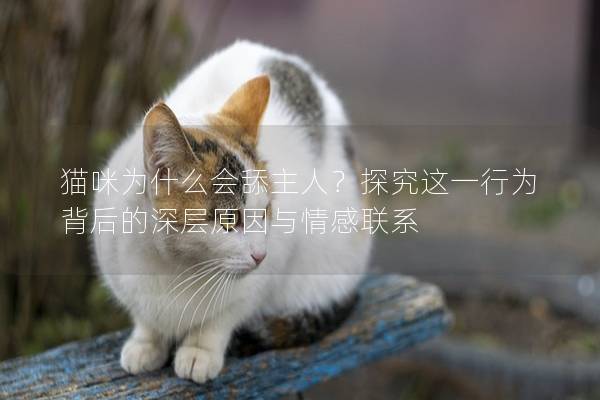 猫咪为什么会舔主人？探究这一行为背后的深层原因与情感联系