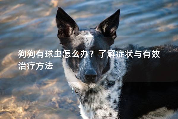 狗狗有球虫怎么办？了解症状与有效治疗方法