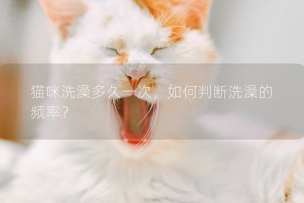 猫咪洗澡多久一次，如何判断洗澡的频率？