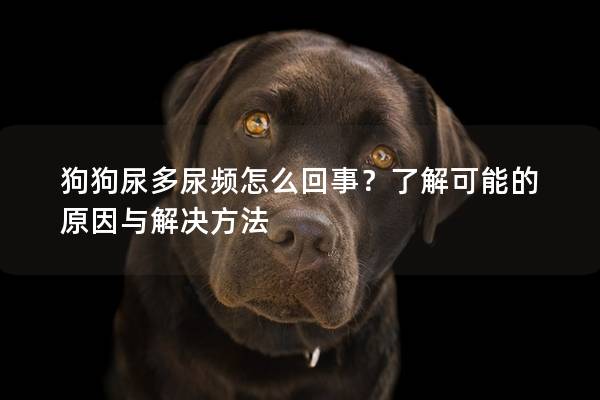 狗狗尿多尿频怎么回事？了解可能的原因与解决方法