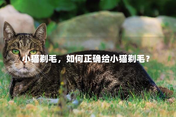 小猫剃毛，如何正确给小猫剃毛？