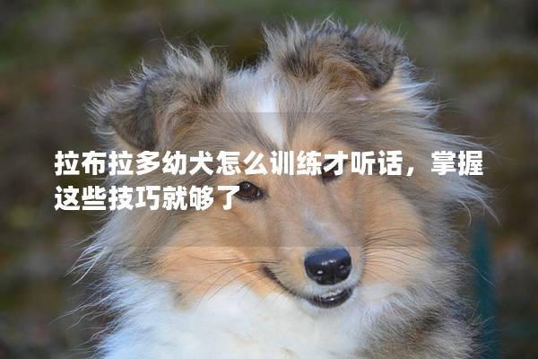 拉布拉多幼犬怎么训练才听话，掌握这些技巧就够了