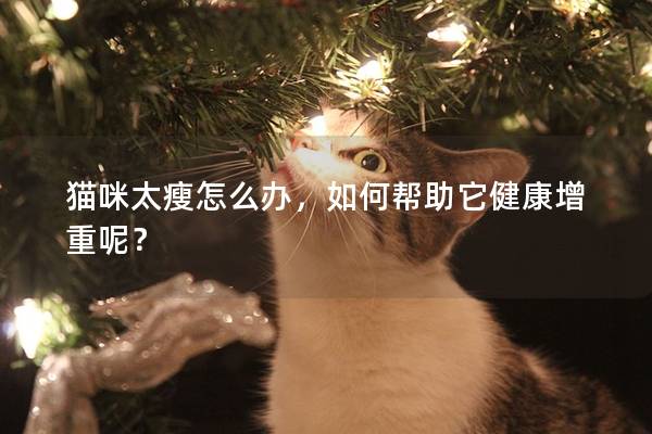 猫咪太瘦怎么办，如何帮助它健康增重呢？