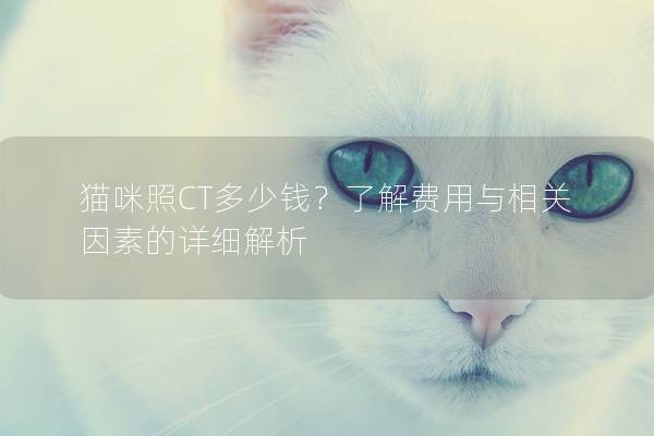 猫咪照CT多少钱？了解费用与相关因素的详细解析