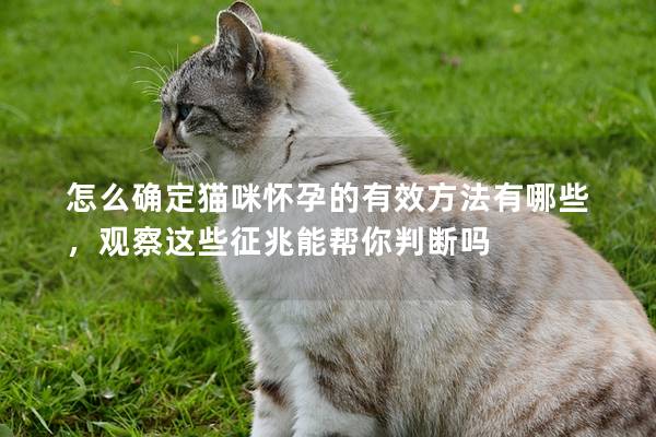 怎么确定猫咪怀孕的有效方法有哪些，观察这些征兆能帮你判断吗