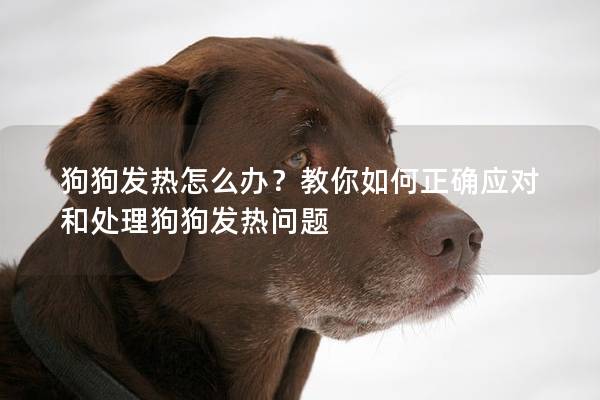 狗狗发热怎么办？教你如何正确应对和处理狗狗发热问题