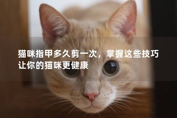 猫咪指甲多久剪一次，掌握这些技巧让你的猫咪更健康