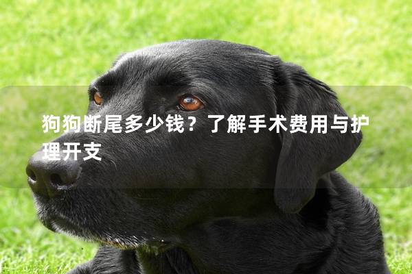 狗狗断尾多少钱？了解手术费用与护理开支