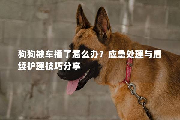 狗狗被车撞了怎么办？应急处理与后续护理技巧分享