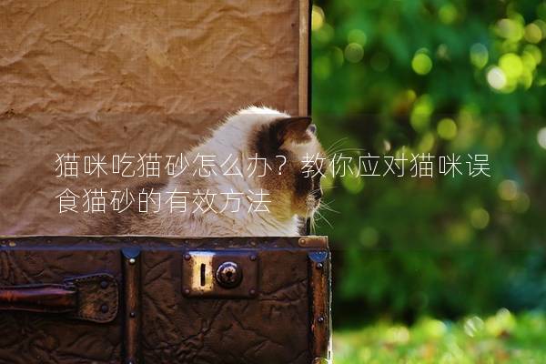 猫咪吃猫砂怎么办？教你应对猫咪误食猫砂的有效方法