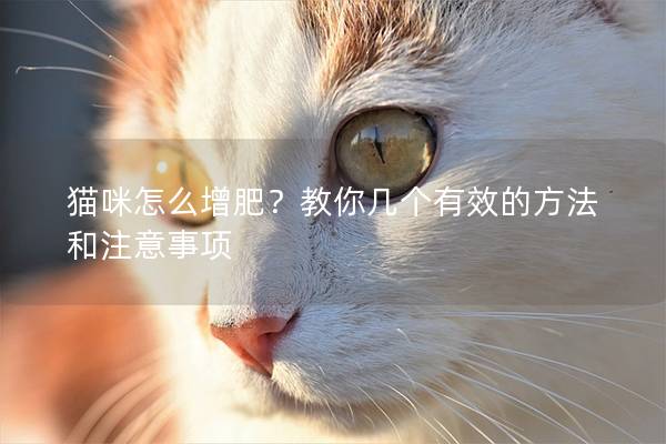 猫咪怎么增肥？教你几个有效的方法和注意事项