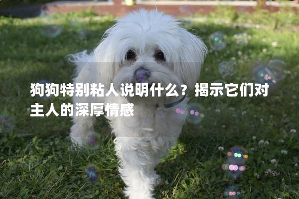 狗狗特别粘人说明什么？揭示它们对主人的深厚情感