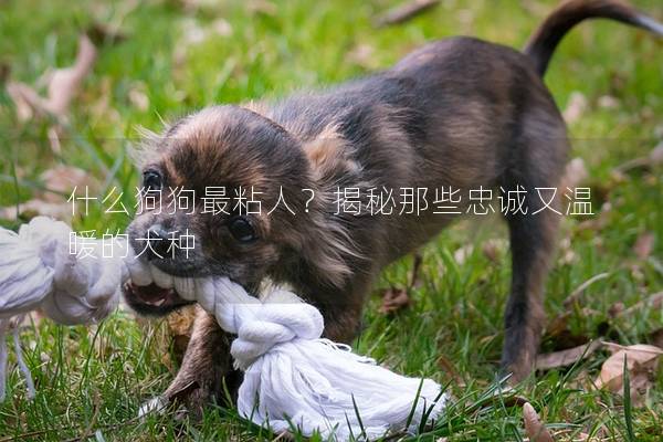 什么狗狗最粘人？揭秘那些忠诚又温暖的犬种