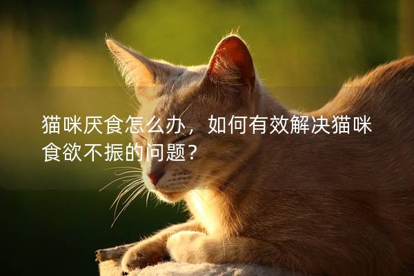 猫咪厌食怎么办，如何有效解决猫咪食欲不振的问题？