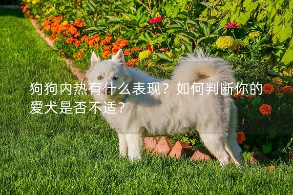 狗狗内热有什么表现？如何判断你的爱犬是否不适？