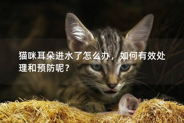 猫咪耳朵进水了怎么办，如何有效处理和预防呢？