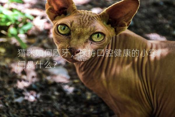 猫咪如何刷牙，保持口腔健康的小窍门是什么？