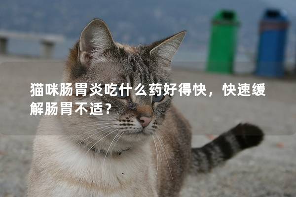 猫咪肠胃炎吃什么药好得快，快速缓解肠胃不适？