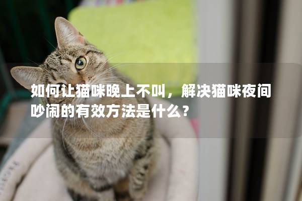 如何让猫咪晚上不叫，解决猫咪夜间吵闹的有效方法是什么？