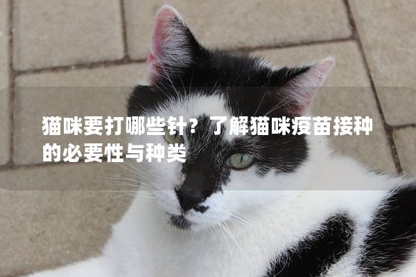 猫咪要打哪些针？了解猫咪疫苗接种的必要性与种类