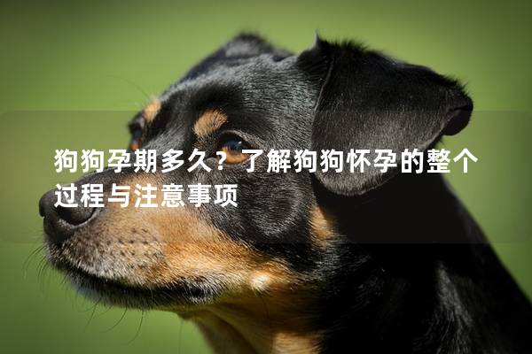 狗狗孕期多久？了解狗狗怀孕的整个过程与注意事项