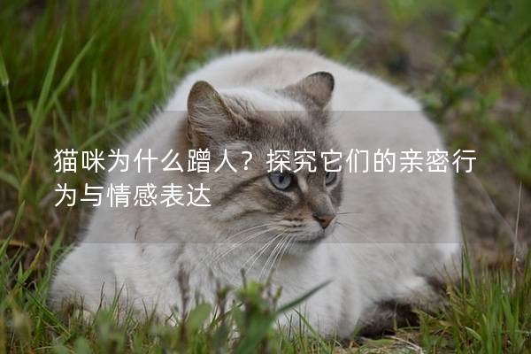 猫咪为什么蹭人？探究它们的亲密行为与情感表达