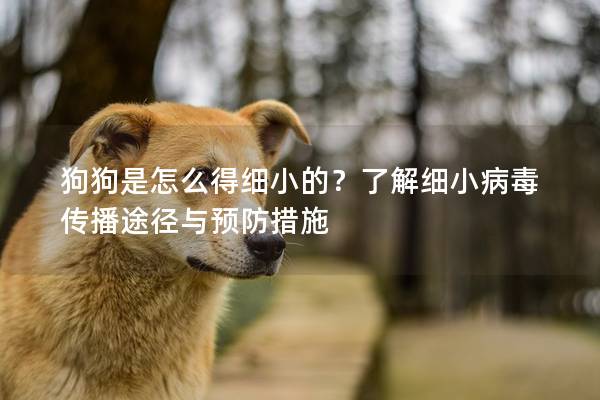 狗狗是怎么得细小的？了解细小病毒传播途径与预防措施