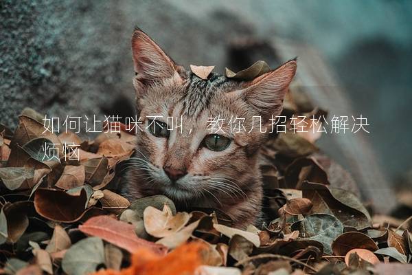 如何让猫咪不叫，教你几招轻松解决烦恼