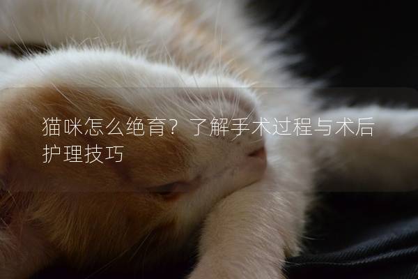 猫咪怎么绝育？了解手术过程与术后护理技巧