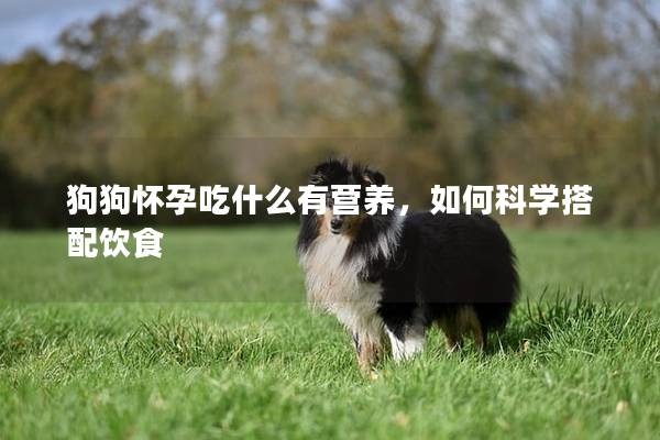 狗狗怀孕吃什么有营养，如何科学搭配饮食