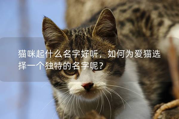 猫咪起什么名字好听，如何为爱猫选择一个独特的名字呢？