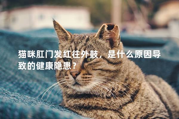 猫咪肛门发红往外鼓，是什么原因导致的健康隐患？