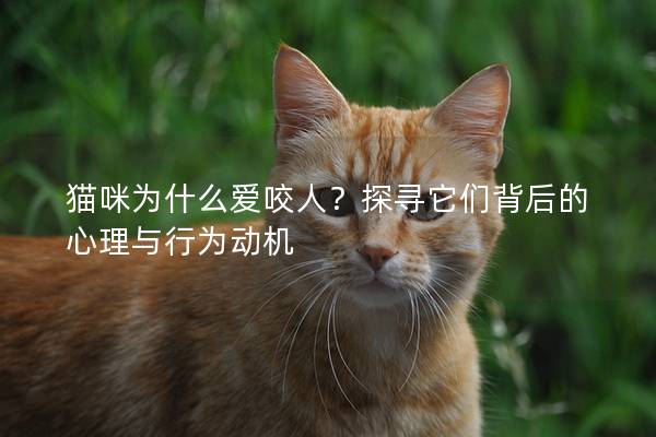 猫咪为什么爱咬人？探寻它们背后的心理与行为动机