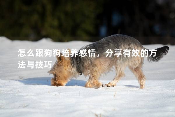 怎么跟狗狗培养感情，分享有效的方法与技巧