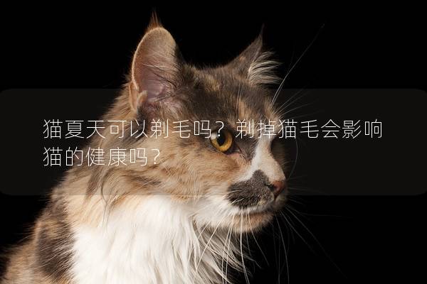 猫夏天可以剃毛吗？剃掉猫毛会影响猫的健康吗？