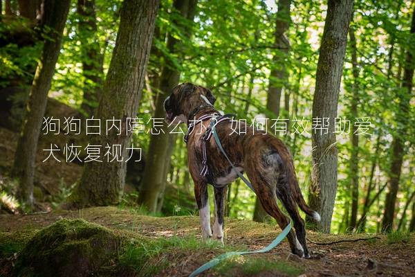 狗狗白内障怎么办？如何有效帮助爱犬恢复视力