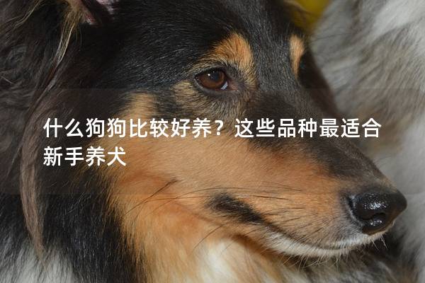 什么狗狗比较好养？这些品种最适合新手养犬