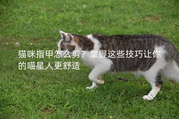 猫咪指甲怎么剪？掌握这些技巧让你的喵星人更舒适