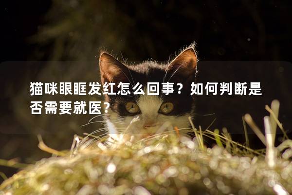 猫咪眼眶发红怎么回事？如何判断是否需要就医？