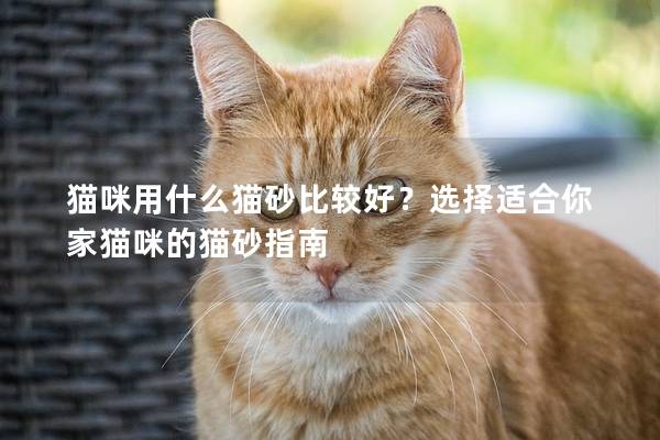 猫咪用什么猫砂比较好？选择适合你家猫咪的猫砂指南