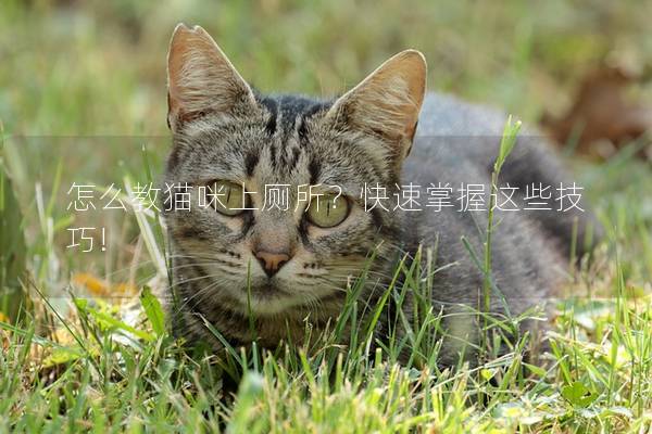 怎么教猫咪上厕所？快速掌握这些技巧!