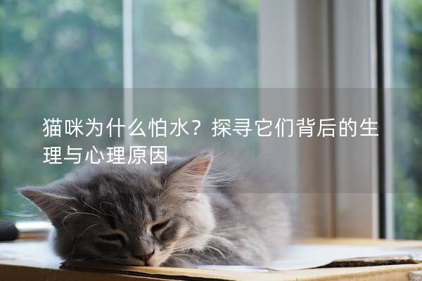 猫咪为什么怕水？探寻它们背后的生理与心理原因