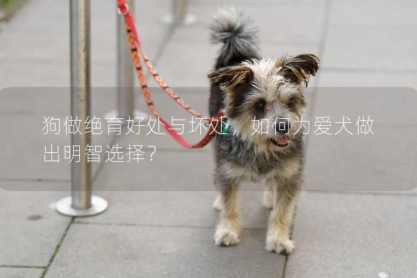 狗做绝育好处与坏处，如何为爱犬做出明智选择？