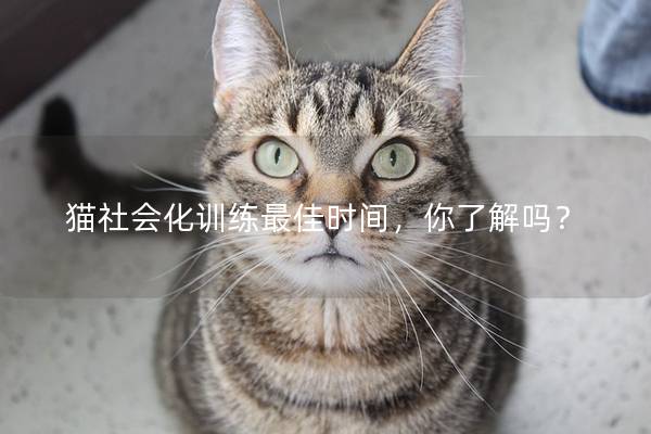 猫社会化训练最佳时间，你了解吗？